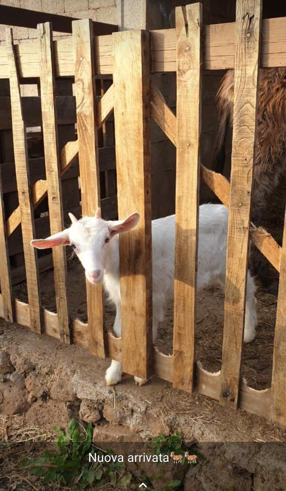 Azienda Agricola Affittacamere S'Ispinalba Di Laura Pitzolu Borore Exterior foto