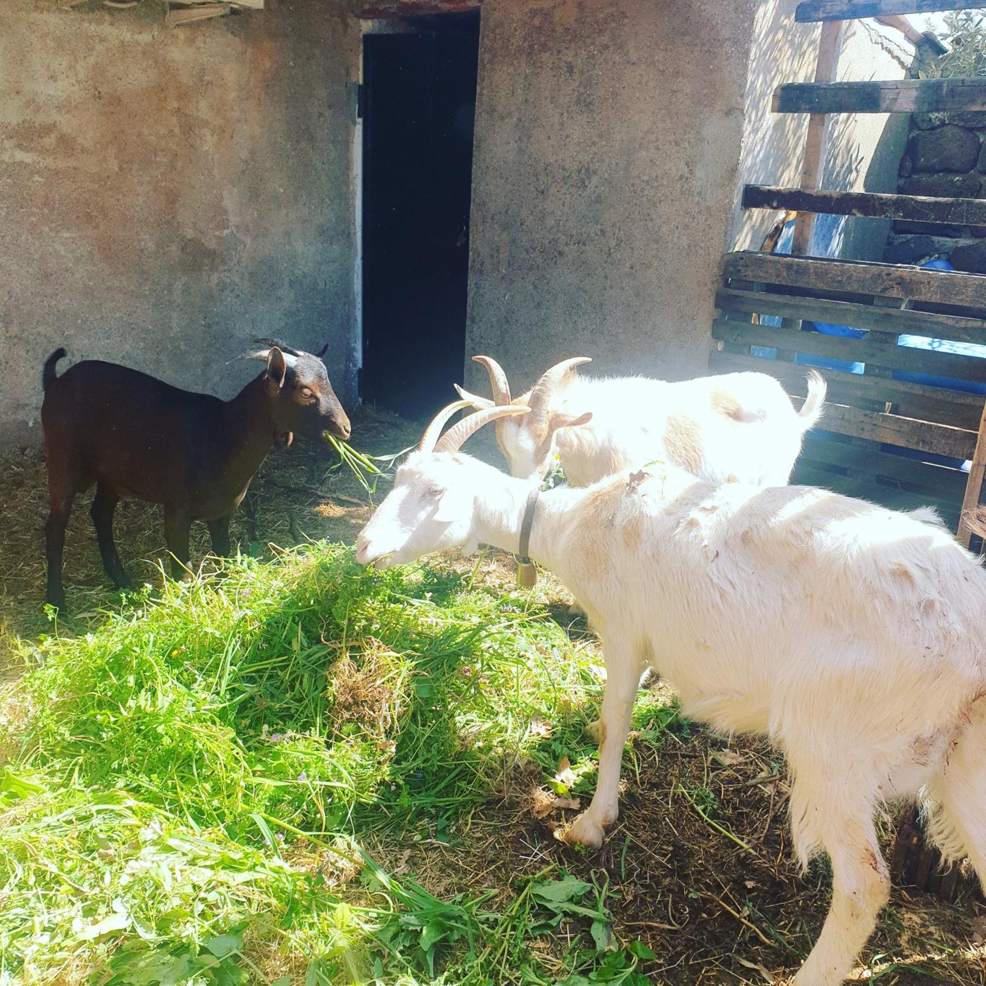 Azienda Agricola Affittacamere S'Ispinalba Di Laura Pitzolu Borore Exterior foto